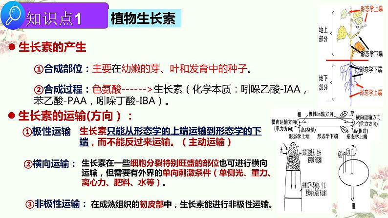 2022届高三生物二轮复习课件专题十 一 植物生命活动的调节第6页