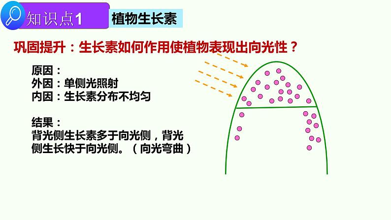 2022届高三生物二轮复习课件专题十 一 植物生命活动的调节第7页