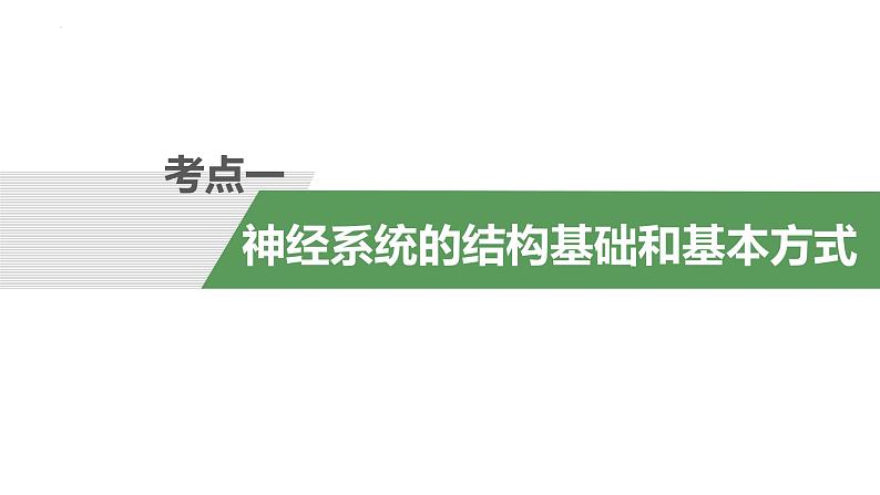 2023届高三生物复习课件第23讲 神经调节(考点一二)03
