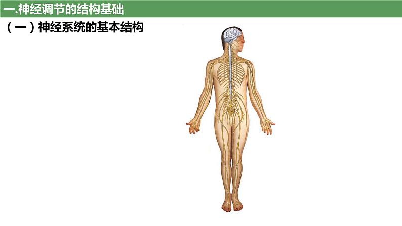 2023届高三生物复习课件第23讲 神经调节(考点一二)04