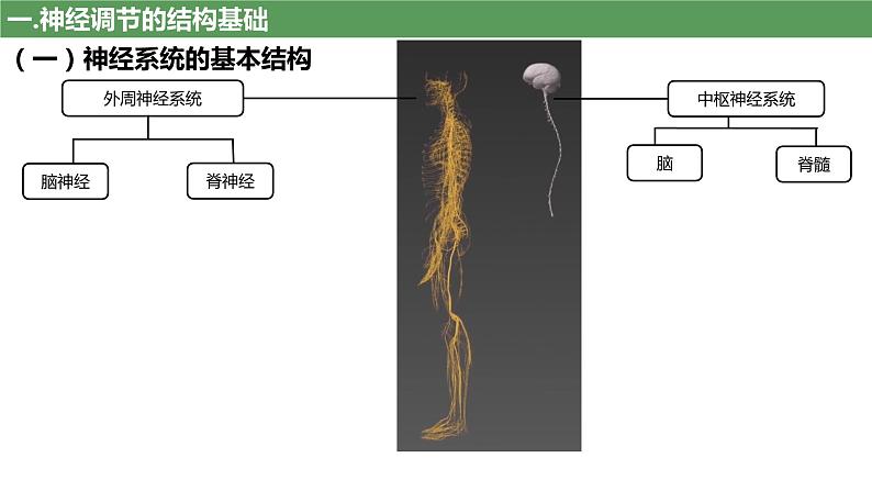 2023届高三生物复习课件第23讲 神经调节(考点一二)05