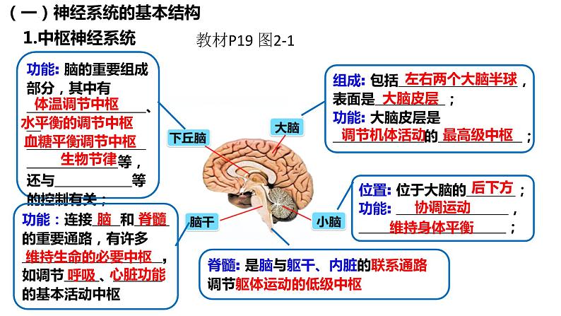 2023届高三生物复习课件第23讲 神经调节(考点一二)06