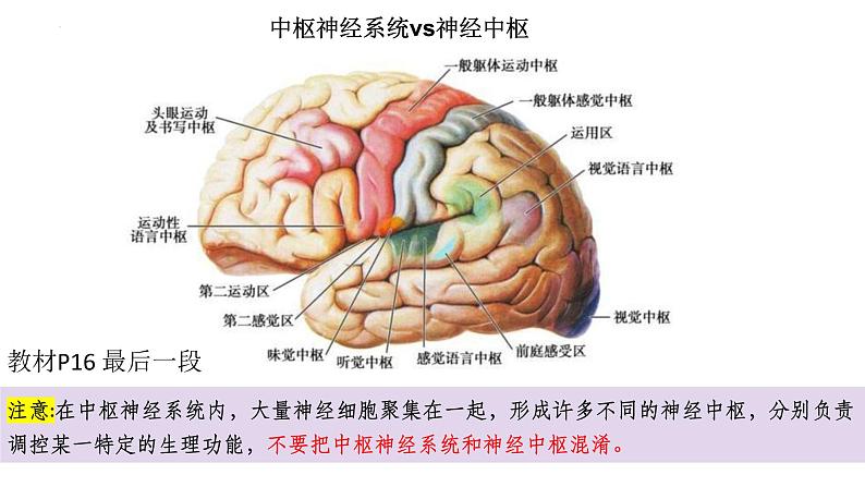 2023届高三生物复习课件第23讲 神经调节(考点一二)07