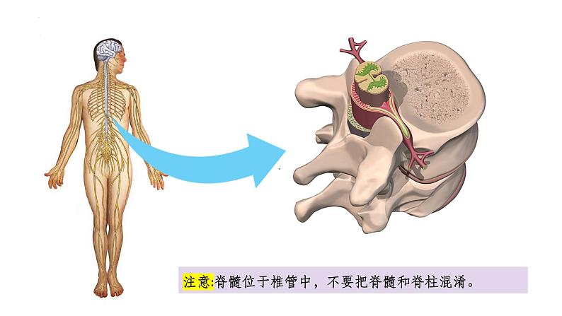 2023届高三生物复习课件第23讲 神经调节(考点一二)08