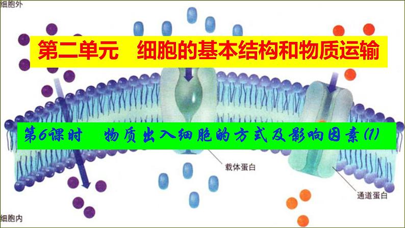 2023届高三生物复习课件物质出入细胞的方式及影响因素01