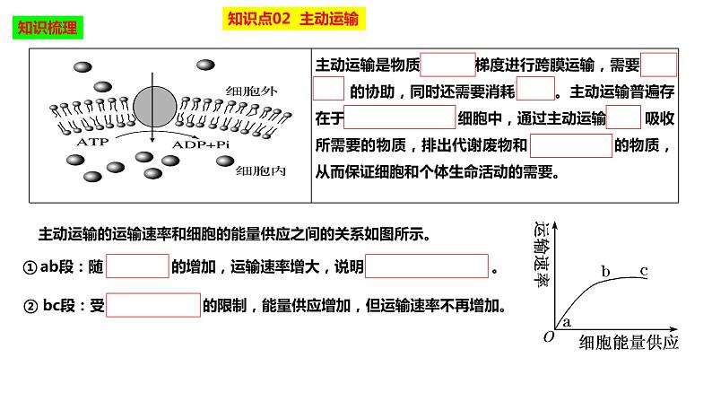 2023届高三生物复习课件物质出入细胞的方式及影响因素06