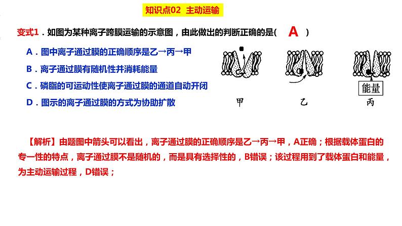 2023届高三生物复习课件物质出入细胞的方式及影响因素08