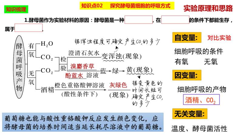 2023届高三生物复习课件细胞呼吸的原理和应用05