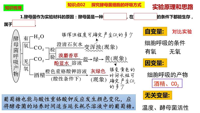 2023届高三生物复习课件细胞呼吸的原理和应用第5页