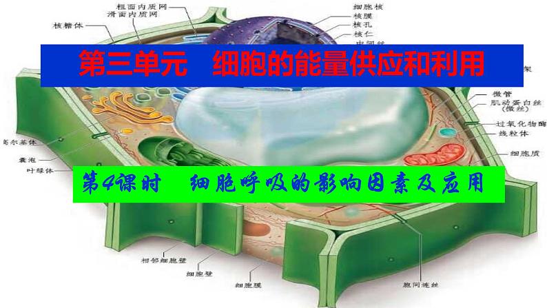 2023届高三生物复习课件影响细胞呼吸的因素第1页