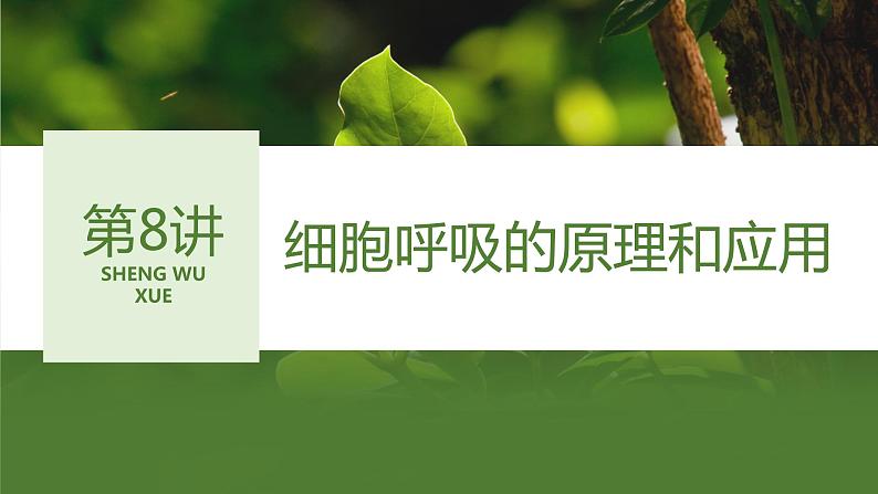 2024届高三生物复习第8讲 细胞呼吸的原理和应用课件PPT第1页