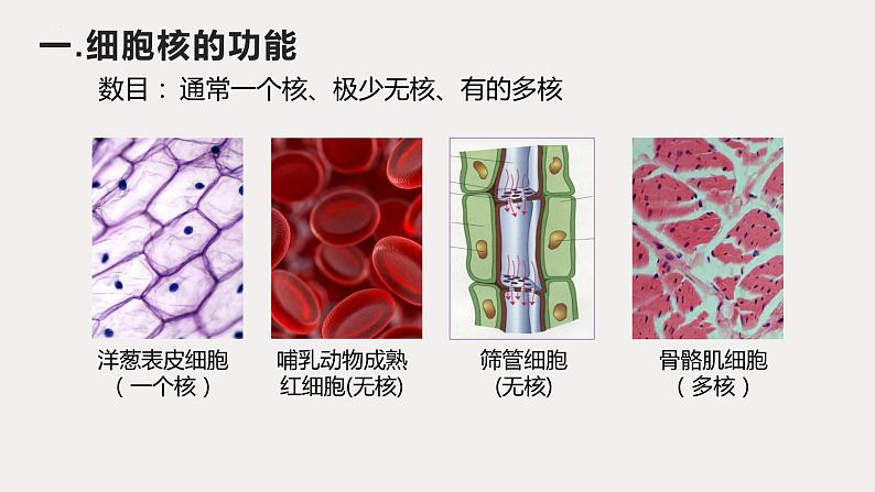 2024届高三复习生物:细胞核课件第4页