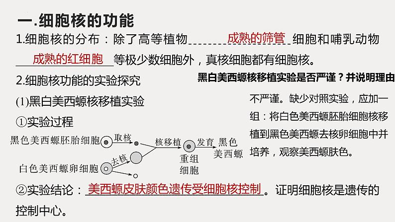 2024届高三复习生物:细胞核课件第5页