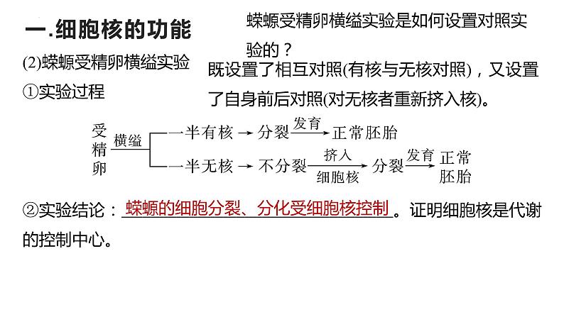 2024届高三复习生物:细胞核课件第6页