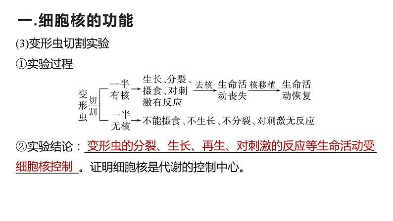 2024届高三复习生物:细胞核课件第7页