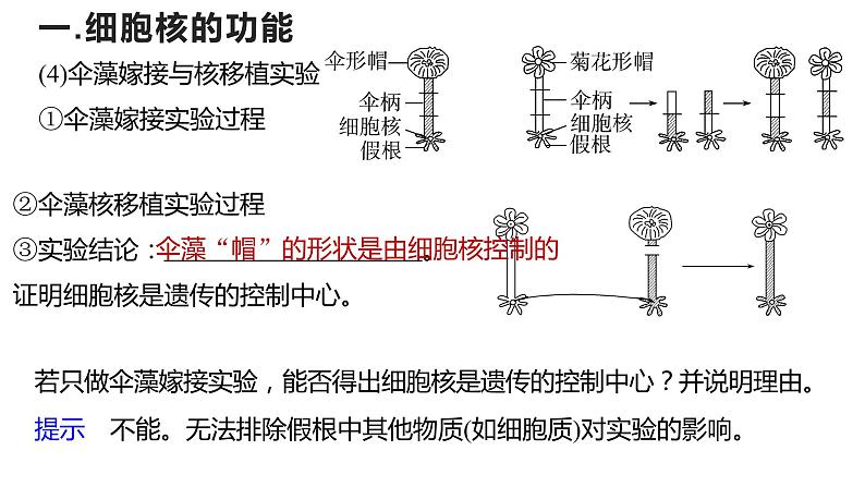 2024届高三复习生物:细胞核课件第8页