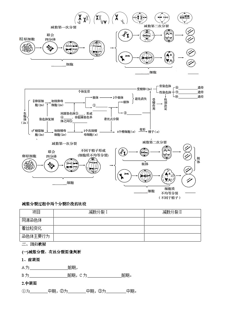 2024届高考生物一轮复习 细胞的生命历程导学案02