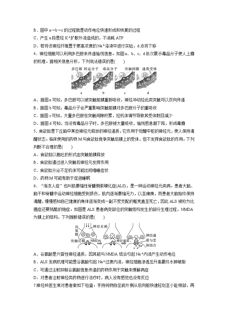2024届高三生物一轮复习基础夯实练40:神经冲动的产生、传导和传递02