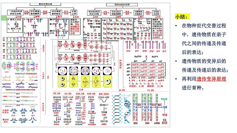 第5期 孟德尔遗传规律综合解题技巧——2022-2023学年高一生物期末专题复习课件(人教版2019必修2)03