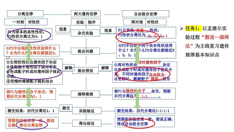 第5期 孟德尔遗传规律综合解题技巧——2022-2023学年高一生物期末专题复习课件(人教版2019必修2)04