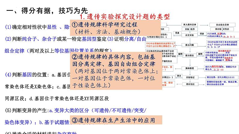第5期 孟德尔遗传规律综合解题技巧——2022-2023学年高一生物期末专题复习课件(人教版2019必修2)05