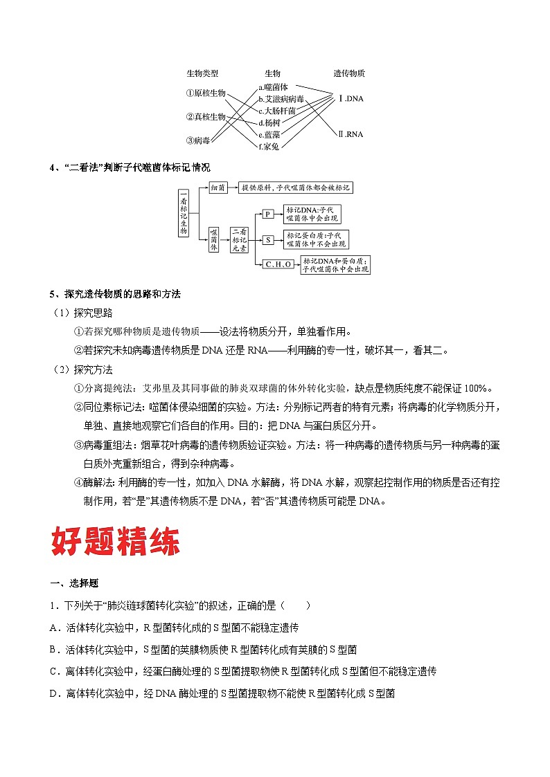 专题06 DNA是主要的遗传物质——高一生物下学期期末专题复习学案(人教版2019必修2)(解析版)第3页