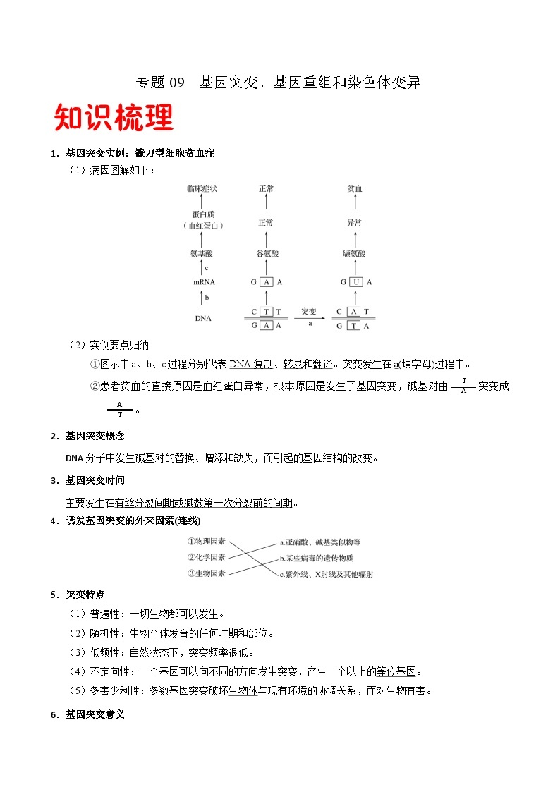 专题09 基因突变、基因重组和染色体变异——高一生物下学期期末专题复习学案（人教版2019必修2）01