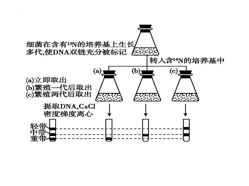 2023届高三生物一轮复习课件:DNA复制、转录、翻译 课件04