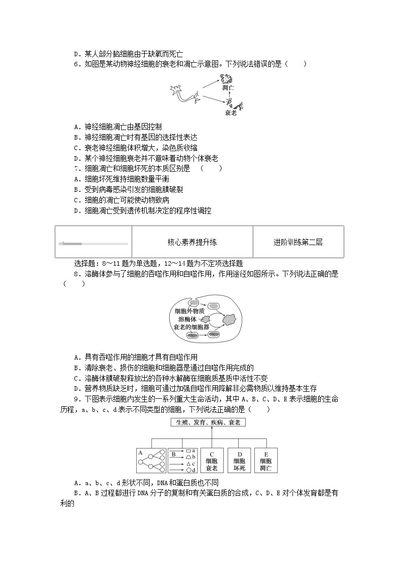 2023_2024学年新教材高中生物第6章细胞的生命历程6.3细胞的衰老和死亡课时作业新人教版必修102