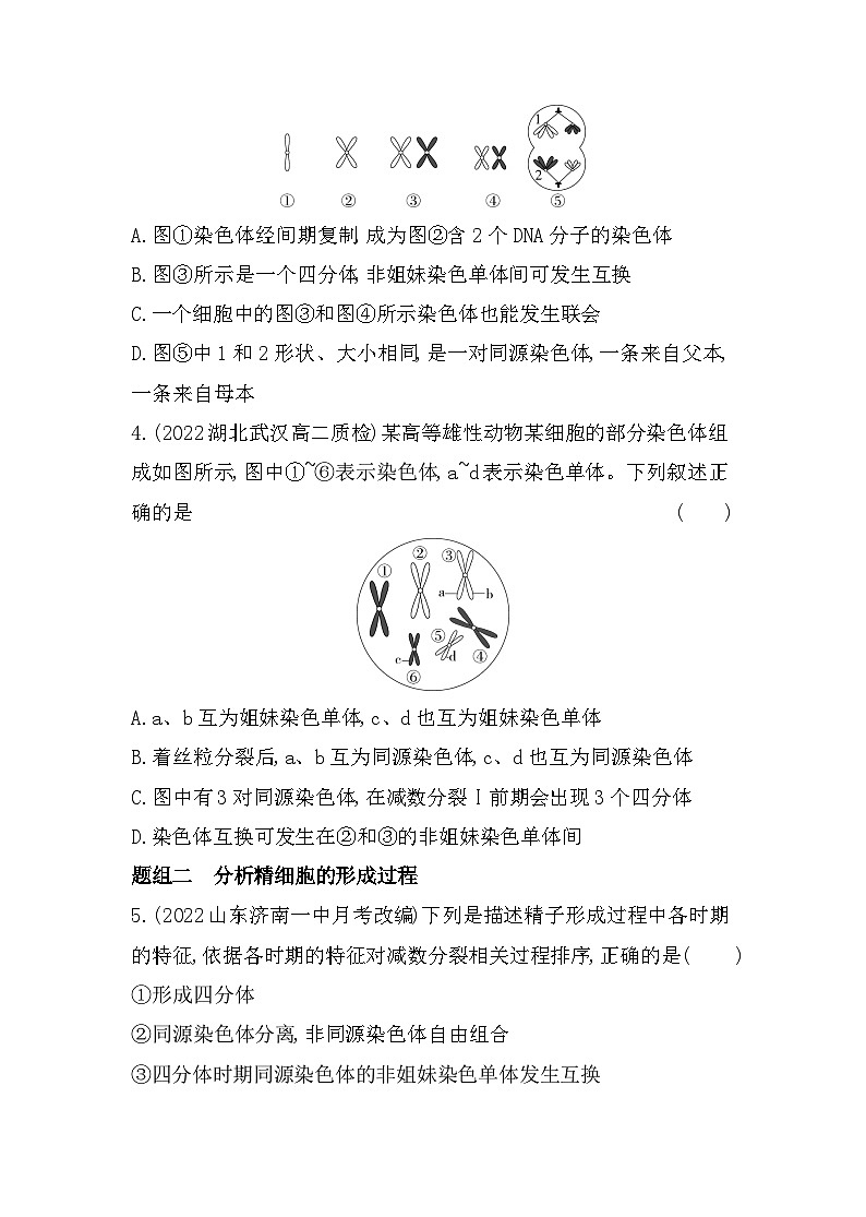 2023人教版高中生物必修2 遗传与进化 第2章 基因和染色体的关系 第1节 减数分裂和受精作用 试卷02