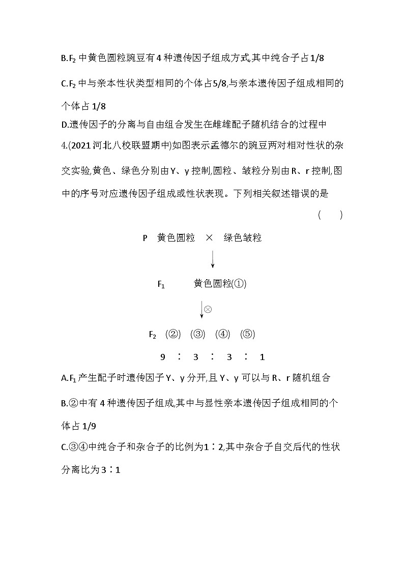 2023人教版高中生物必修2 遺傳與進(jìn)化 第1章 遺傳因子的發(fā)現(xiàn) 第2節(jié) 孟德爾的豌豆雜交實(shí)驗(yàn)(二)第2頁