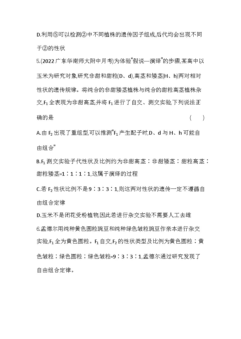 2023人教版高中生物必修2 遺傳與進(jìn)化 第1章 遺傳因子的發(fā)現(xiàn) 第2節(jié) 孟德爾的豌豆雜交實(shí)驗(yàn)(二)第3頁