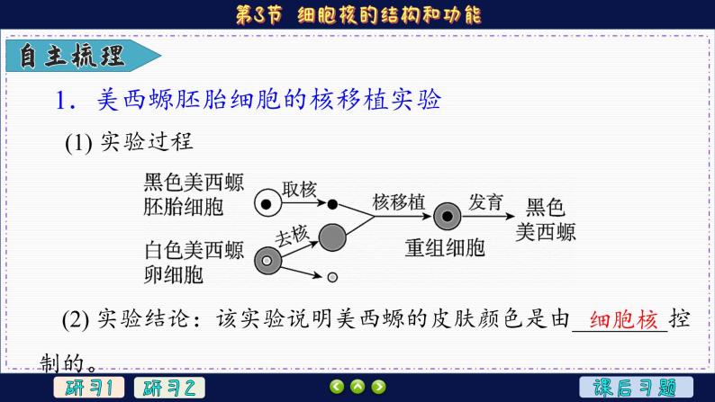 3—3 细胞核的结构和功能 （课件PPT）05