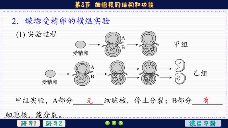3—3 细胞核的结构和功能 （课件PPT）06