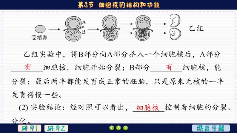 3—3 细胞核的结构和功能 （课件PPT）07