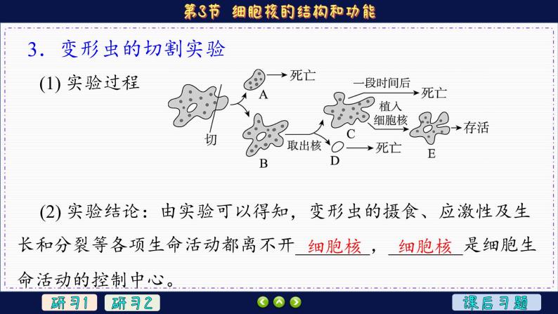 3—3 细胞核的结构和功能 （课件PPT）08