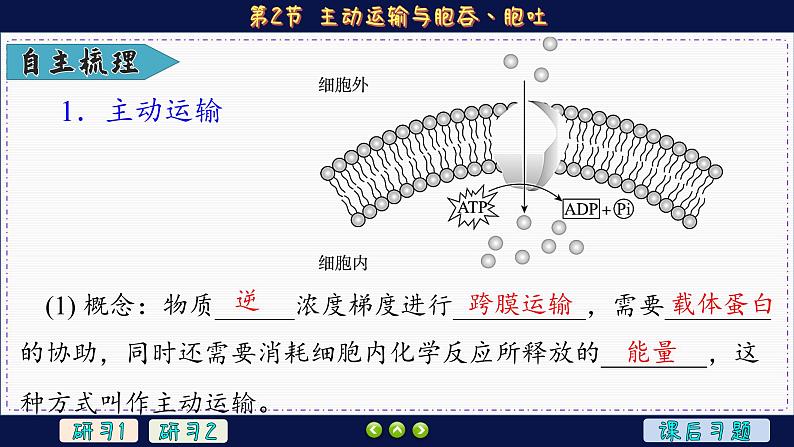 4—2 主动运输与胞吞、胞吐 (课件PPT)第5页