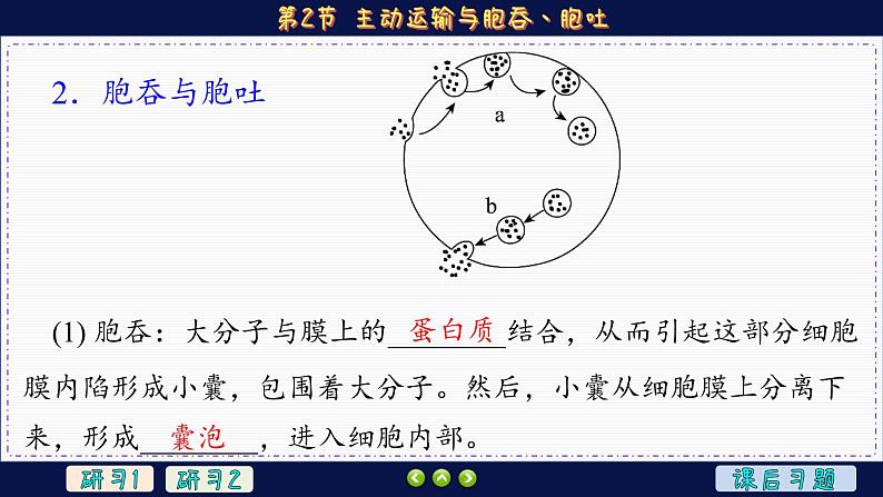 4—2 主动运输与胞吞、胞吐 (课件PPT)第7页