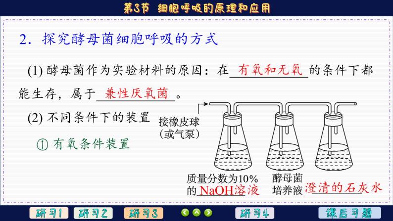 5—3 细胞呼吸的原理和应用 （课件PPT）06