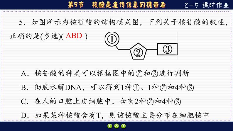 2—5 核酸是遗传信息的携带者 (练习课件PPT)第6页