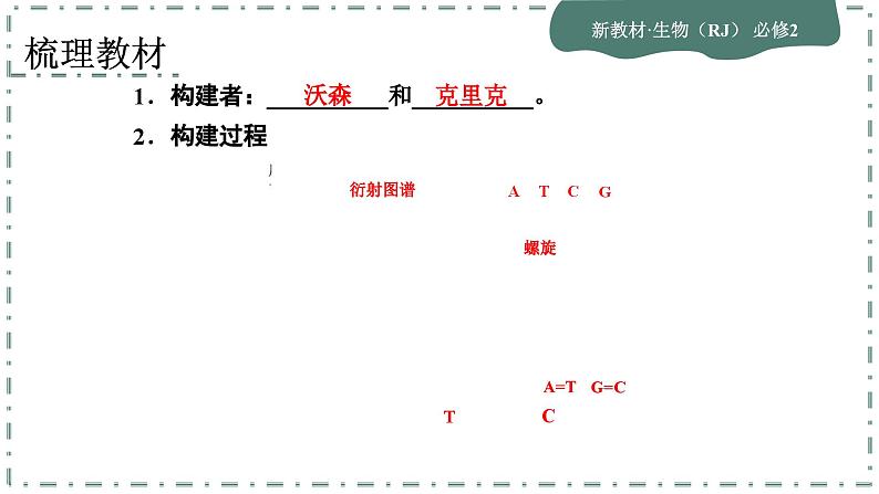 3.2《DNA的结构》课件PPT05