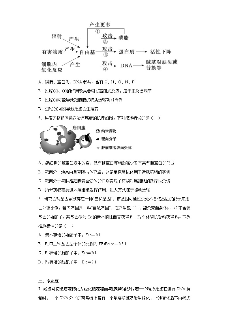 2023届重庆市育才中学校高三模拟预测生物试题（含解析）02