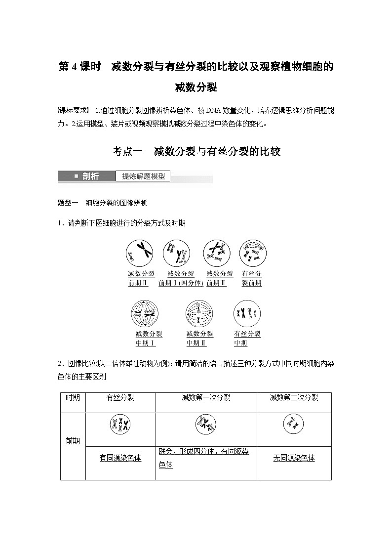 2024届苏教版高考生物一轮复习减数分裂与有丝分裂的比较以及观察植物细胞的减数分裂学案01