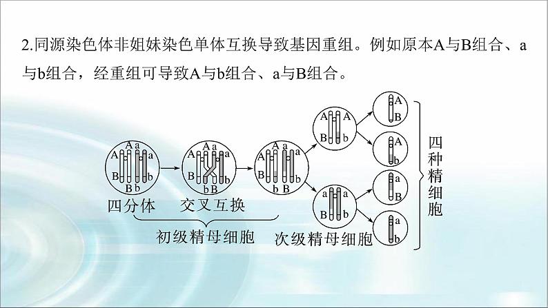 苏教版2024届高考生物一轮复习微专题三减数分裂与可遗传变异的关系课件第4页