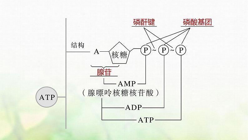 苏教版2024届高考生物一轮复习ATP是驱动细胞生命活动的直接能源物质课件04