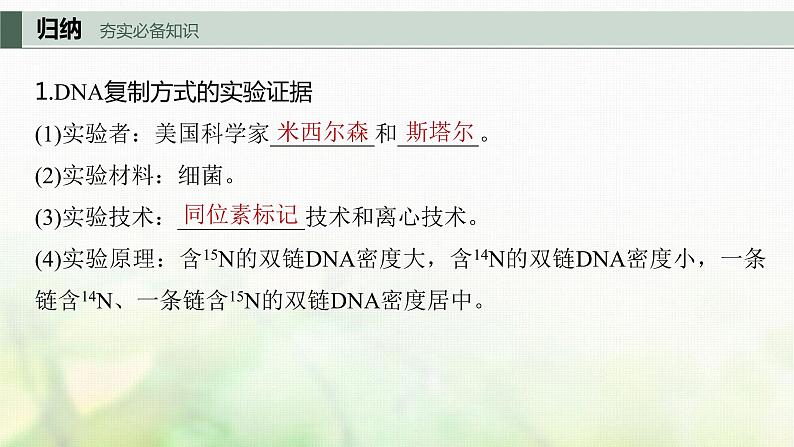 苏教版2024届高考生物一轮复习DNA的复制课件第3页