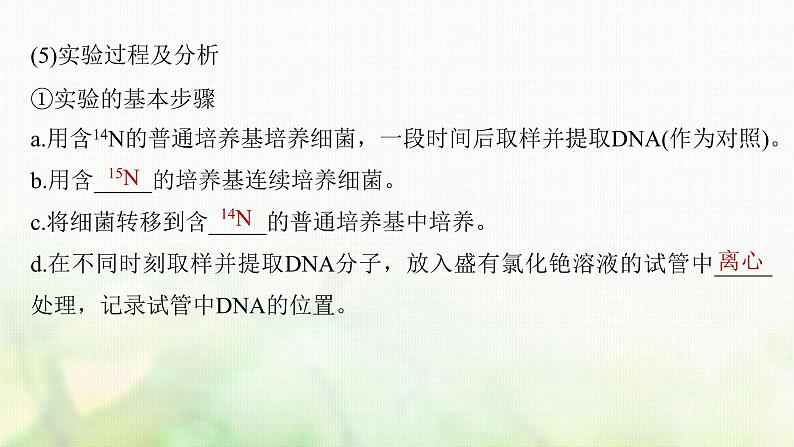 苏教版2024届高考生物一轮复习DNA的复制课件第4页