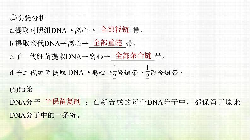苏教版2024届高考生物一轮复习DNA的复制课件第5页