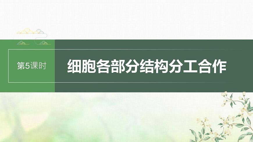 蘇教版2024屆高考生物一輪復(fù)習(xí)細(xì)胞各部分結(jié)構(gòu)分工合作課件第1頁