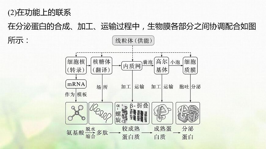 蘇教版2024屆高考生物一輪復(fù)習(xí)細(xì)胞各部分結(jié)構(gòu)分工合作課件第5頁